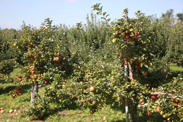 Les pommiers ne sont pas encore aussi avancés en Normandie mais d'ici quelques semaines, il sera possible de cueillir des pommes sur la route des fruits de Seine-Maritime (photo d'illustration).