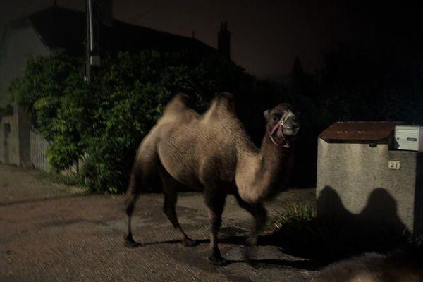 Oui, c'est bien un chameau qui déambule dans les rues d'Ouges, en Côte-d'Or.