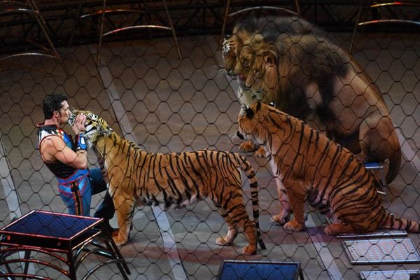 La Ville de Bastia interdit les cirques avec numéros d'animaux sauvages.