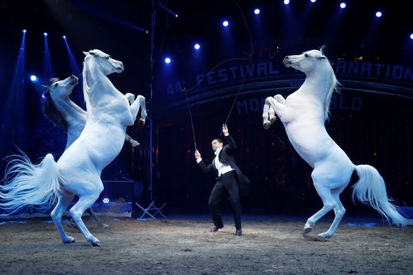 Les numéros incluant des animaux sont "très contrôlés", assure le directeur artistique du Festival. Ici, Ivan Frederic Knie lors du dernier festival du cirque organisé à Monaco en 2020.