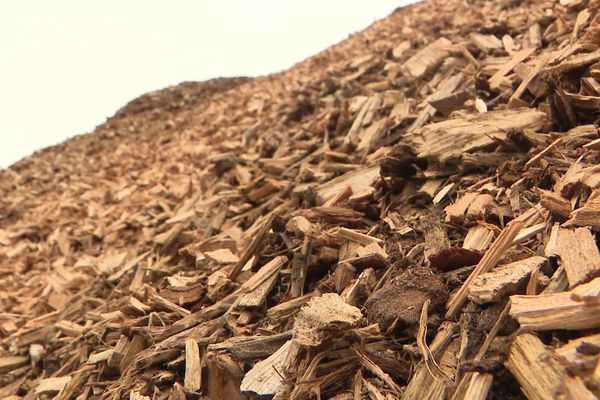 Des arbres, impropres à tout autre usage, sont broyés de la tête au pied. Les bûchettes de bois alimentent ensuite la chaufferie de l'exploitation céréalière de Pierre Abadie dans le Gers.