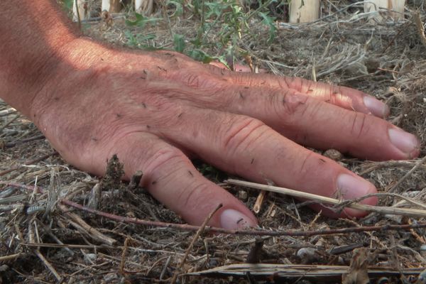 Une colonie de fourmis envahit la plage du Petit Travers près de Montpellier.