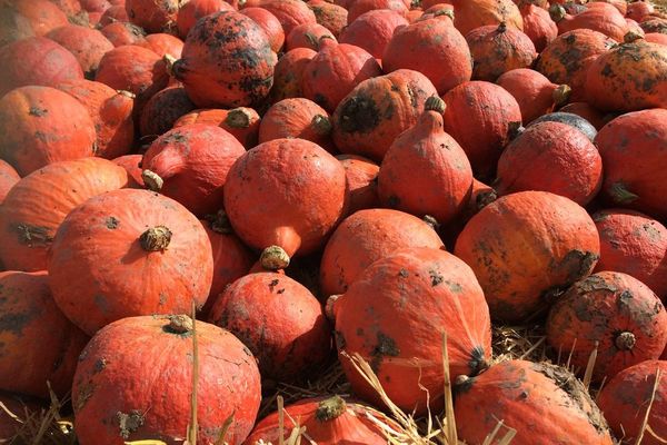 Les citrouilles arrivent à maturation. Quelques conseils pour les cuisiner ? 