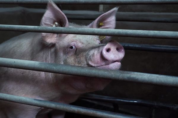 Contrairement à ce qui apparaît dans la publicité, les porcs de cet élevage mayennais ne vivent pas sur un lit de paille, mais dans des cages, dans un bâtiment sans lumière naturelle.