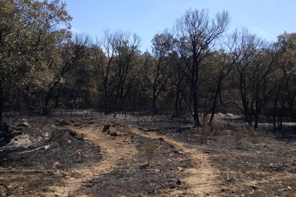 Balagne : l'incendie qui s'est déclaré le 25 juillet dans la plaine du Reginu est maîtrisé