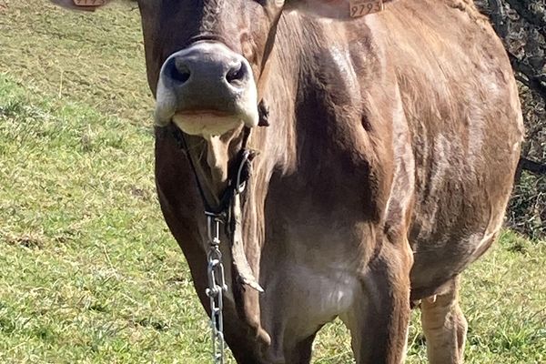 vache de la ferme du Pourtérès à Augirein en Ariège- hiver 2024