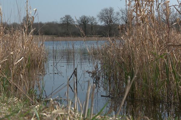 Les étangs de la Dombes (Ain) - mars 2022