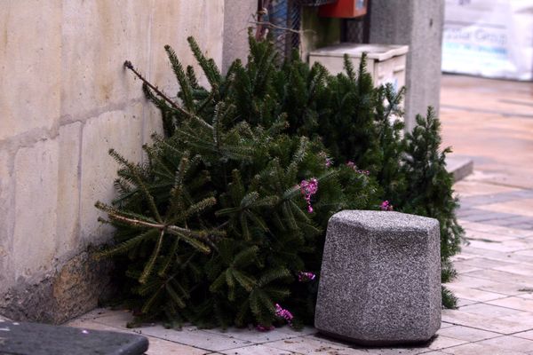 Le roi des forêts, devenus roi de la fête de Noël, n'a rien à faire sur les trottoirs!