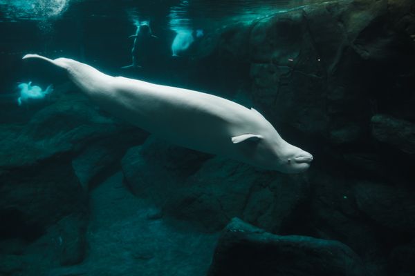 Un béluga nageant à l'envers. Cette espèce de la famille des dauphins n'a pas de nageoire dorsale. (image d'illustration)