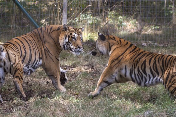 Le projet prévoit, pour l'hiver 2019, la construction d'un enclos d'une superficie globale de 5.000 m² avec un bassin pour les tigres de Sibérie . 