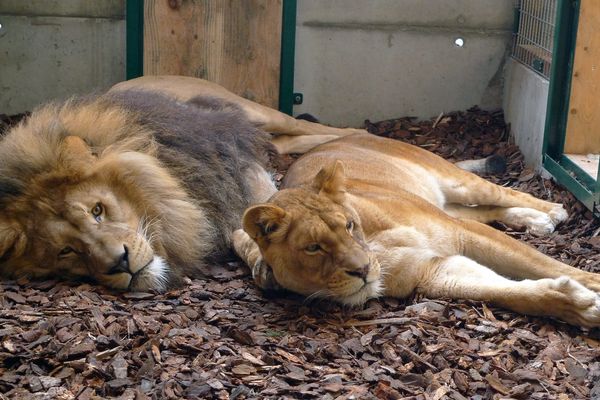 Deux des trois lions récupérés par le parc zoologique de Saint-Martin-la-Plaine en 2010 - Loire 