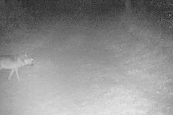 Après le Tarn en 2018, le loup confirme sa présence ponctuelle dans l'Ariège.