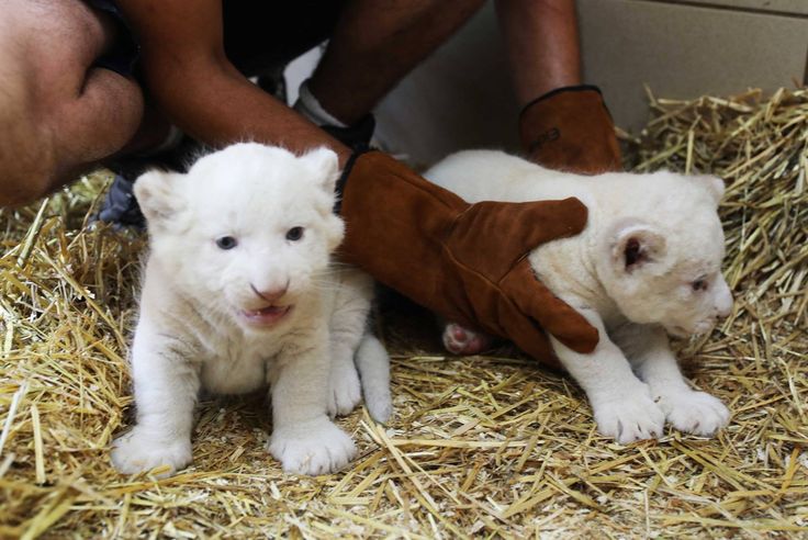 Zoo De La Fleche Naissance De Deux Adorables Lionceaux Blancs