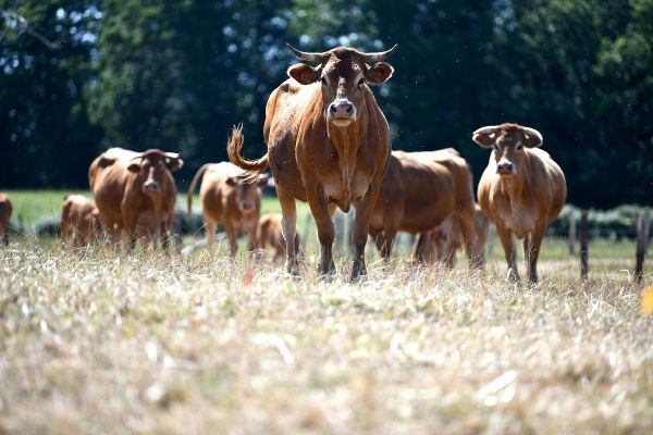 Des jachères mises à disposition pour nourrir le bétail en cas de sécheresse.