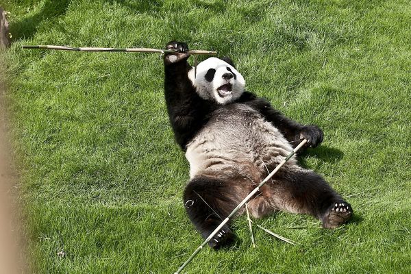 Le parc animalier belge héberge un couple de pandas depuis bientôt deux ans.