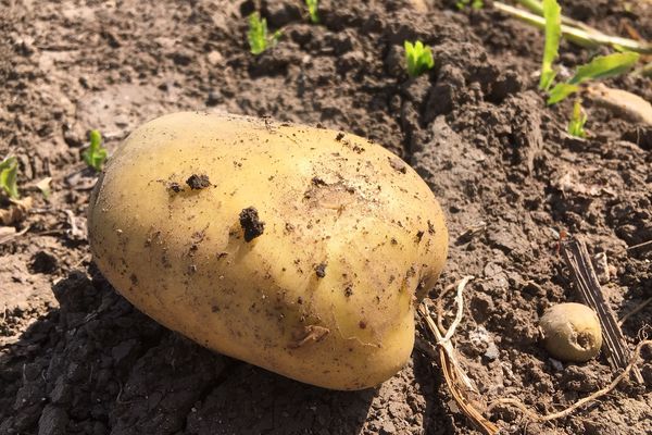 La pomme de terre se plait dans une terre profonde et limoneuse 