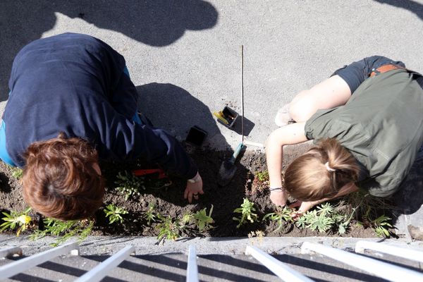 Les mains dans la terre, premières plantations le long d'un mur dans les rues de Clermont-Ferrand