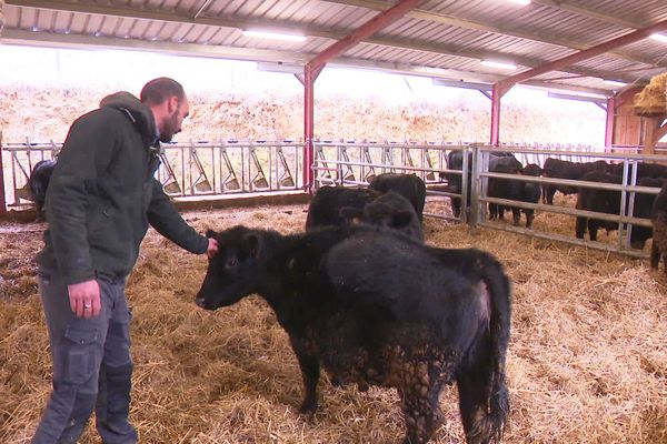 Des vaches lowlines en France, c'est une première et c'est en Périgord que ça se passe