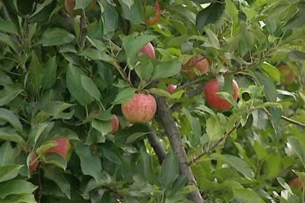 La pomme galinette