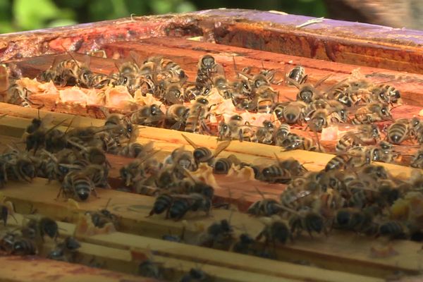 Les abeilles d'Isabelle et Alexandre Martinez sont sous surveillance rapprochée grâce à un système vidéo. 