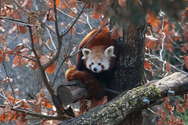 Le panda roux est craintif à l'approche des humains, mais ne craint pas le froid et peut se nourrir de feuilles.