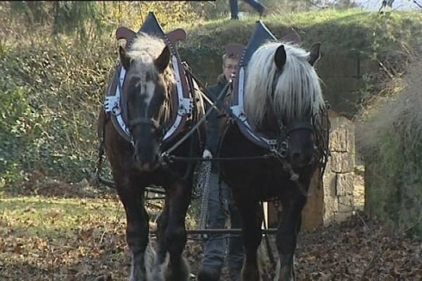 Le cheval est désormais utilisé pour entretenir et défricher un fort de Besançon