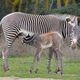 Heureuse nouvelle : une petite femelle est née dans le troupeau des zèbres de Grévy de la réserve africaine de Sigean. Une espèce classée en danger d’extinction qui compterait moins de 2000 individus en milieu naturel.