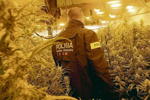 Le 24 septembre 2024, les Mossos d'Esquadra, la police régionale catalane découvrent un cadavre dans une maison où est installé une plantation de cannabis. (Illustration)