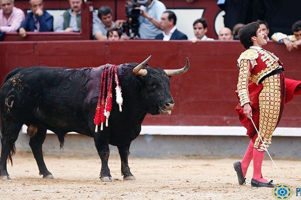 Las Ventas, 17 mai 2017. Garrido, tout près du triomphe