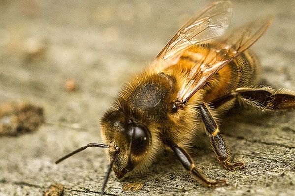 Les abeilles constituent un maillon essentiel de la chaîne qui contribue à maintenir l'équilibre des écosystèmes. 