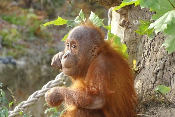 Une telle naissance en captivité est rare, selon le parc.