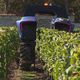 Des caméras sont embarquées dans les robots tracteurs pour collecter des données dans les rangs de vigne.