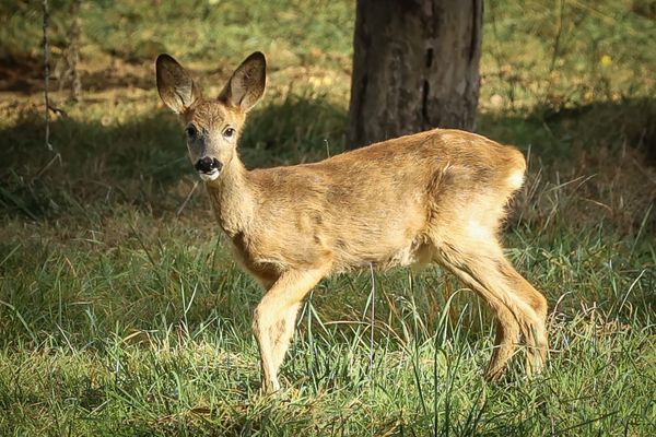 Dans le Doubs, 5653 chevreuils ont été prélevés par les chasseurs sur la saison 2023-2024 selon la fédération de chasse du Doubs.