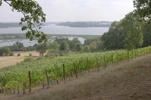 Les vignes sur le Mont Garrot qui surplombe la Rance, près de St Suliac.