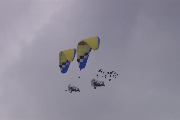 Une colonie d'Ibis chauves fait étape en Ardèche au cours de sa migration assistée entre l'Allemagne et le sud de l'Andalousie.