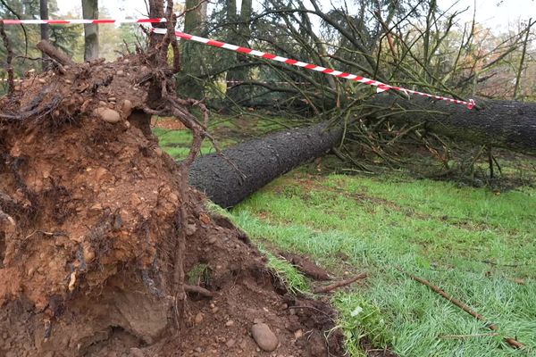 Entre 150 et 200 arbres sont tombés au parc de Parilly, près de Lyon suite aux vents violents du 25 novembre.