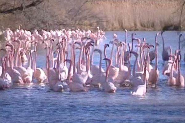 Chaque année, pour le Nouvel An, un millier de flamants roses se rassemblent en Camargue pour s'accoupler