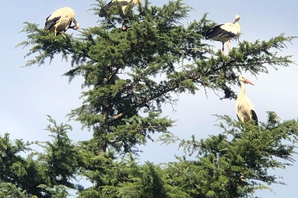 Quatre cigognes perchées sur un arbre à Nézignan-l'Évêque (Hérault), ce matin du 26 août 2022.