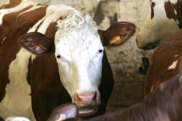 Vache de race Montbeliardaise.