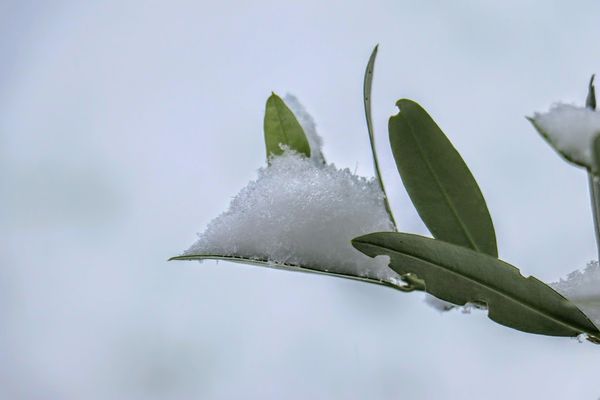 La neige est annoncée ce mercredi 8 janvier 2025 sur les Hauts de France.