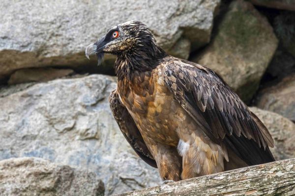 Les gardes du Parc national de la Vanoise ont recensé sept couples reproducteurs 