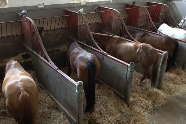 A MAisons-Alfort, certains chevaux sont installés dans des stalles par manque de place