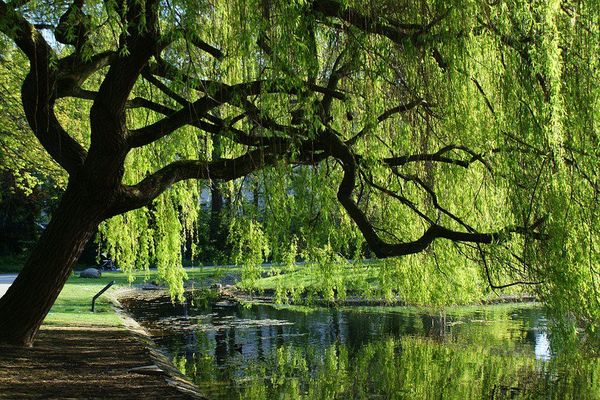 Nature au printemps