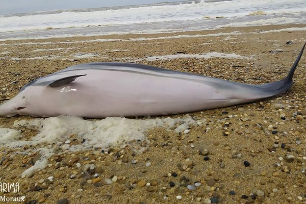 Le jeune dauphin retrouvé échoué sur la plage de Tarnos (Landes). 