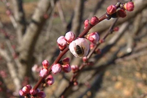 C'est déjà le printemps ?