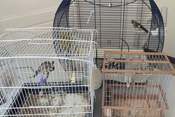 Perpignan - la police a saisi 3 oiseaux d'espèces protégées en vente dans une épicerie - 25 juin 2024.