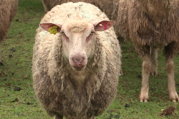 Les attaques de loup se succèdent en Haute-Marne.