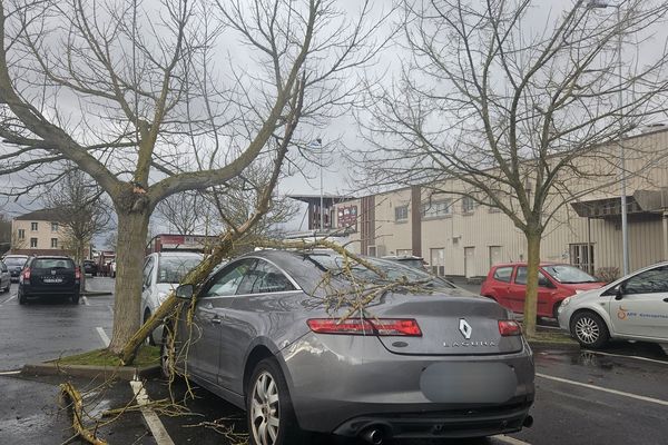 Un arbre tombé sur le parking d'un supermarché rue Gosset à Reims.