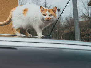 Les chats errants sont un danger sanitaire et pour la biodiversité.