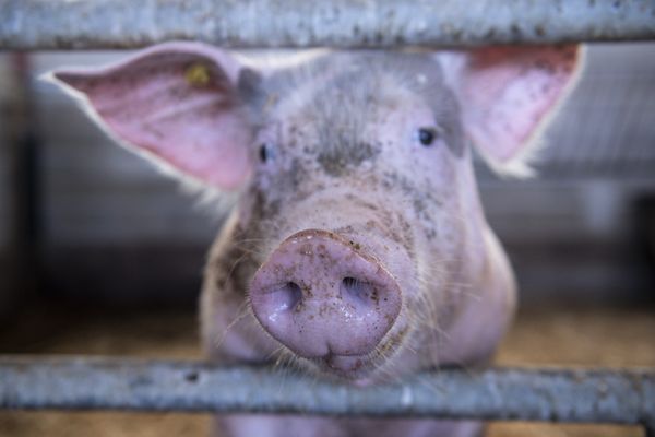 La détention d'animaux d'élevages est soumise à des législations. (photo d'illustration)